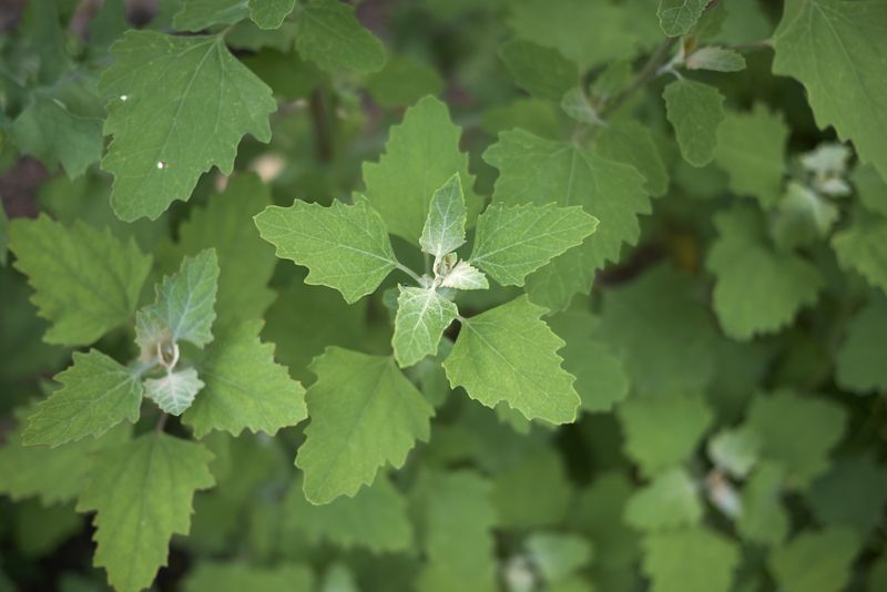Lamb's Quarters