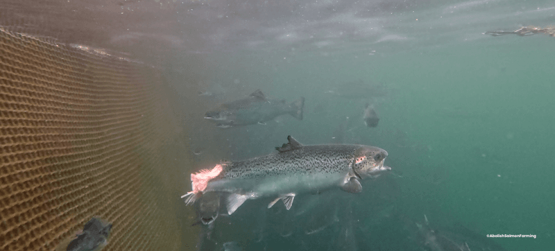Risk Of Escaped Farmed Fish Disrupting Wild Populations