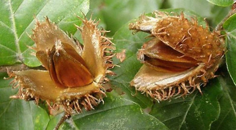 Beech Nuts