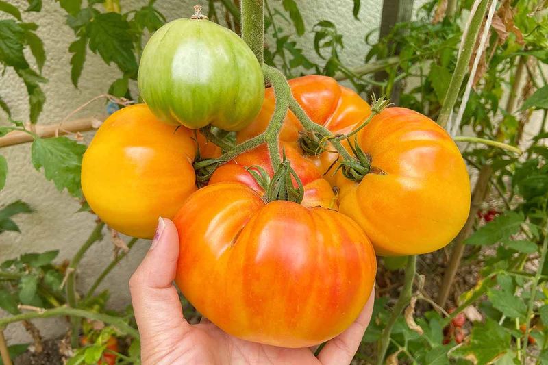 White Beauty Tomato
