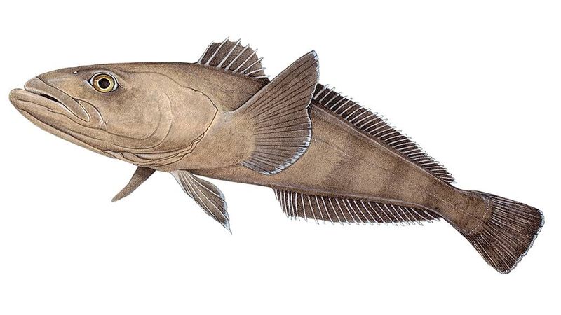 Fish To Avoid: Chilean Sea Bass