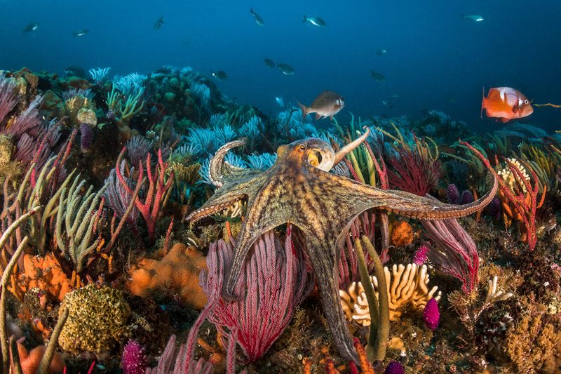 Fish To Avoid: Octopus
