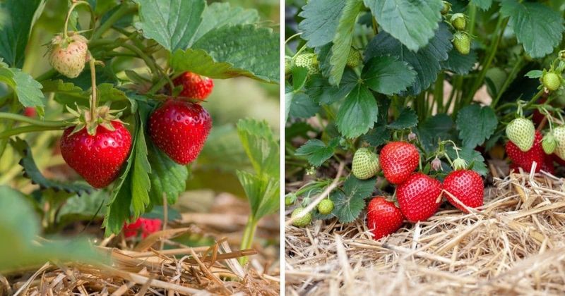 Assuming Organic Means Tastier