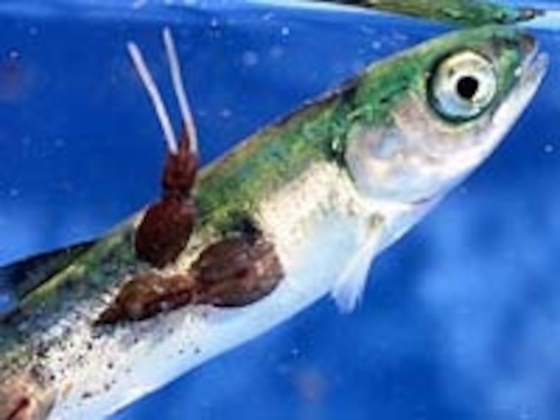 Increased Chance Of Parasites Spreading To Wild Fish