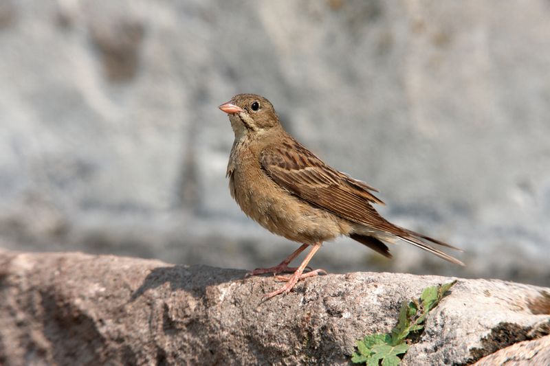 Ortolan Bunting: The Tiny Forbidden Bird