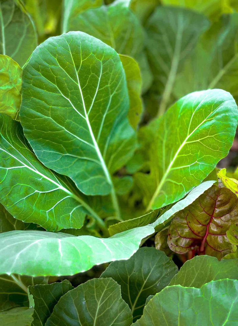Collard Greens