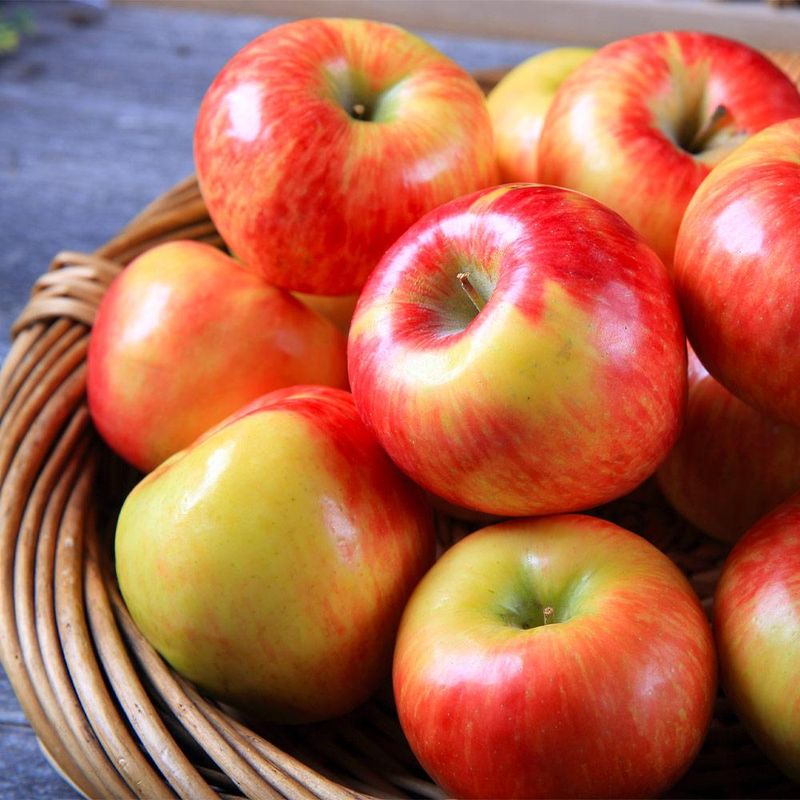 Honeycrisp