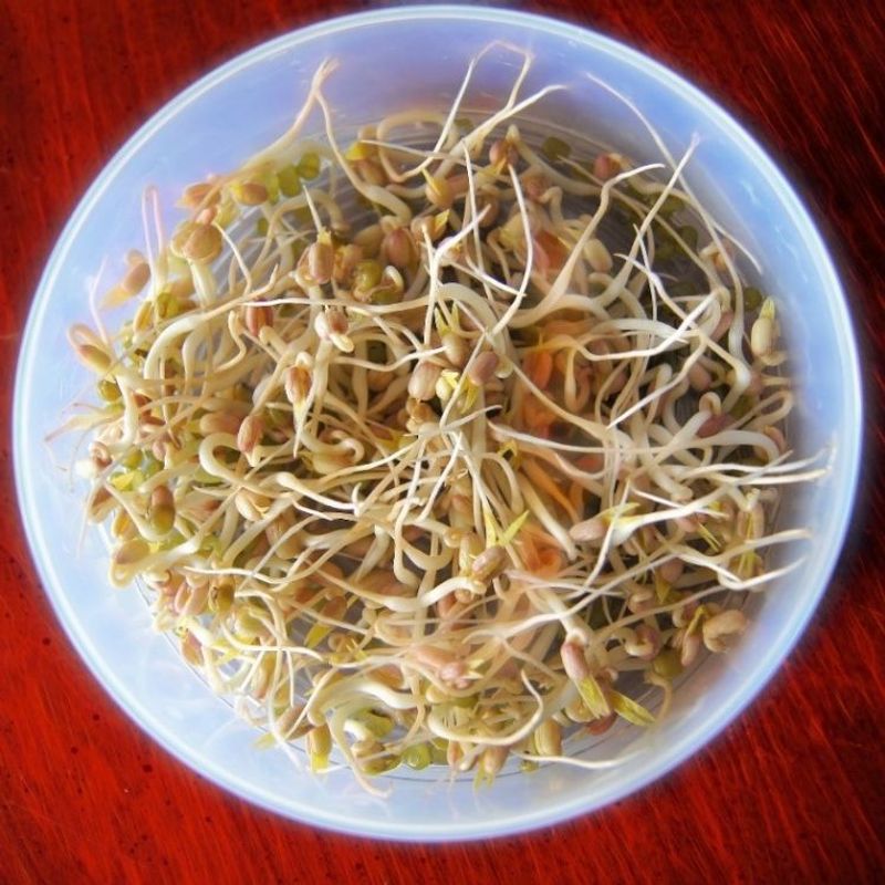 Raw Sprouts: Bacterial Breeding Grounds