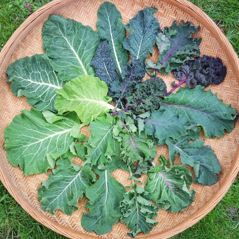 Leafy Greens: The Visual Vitality Vegetables