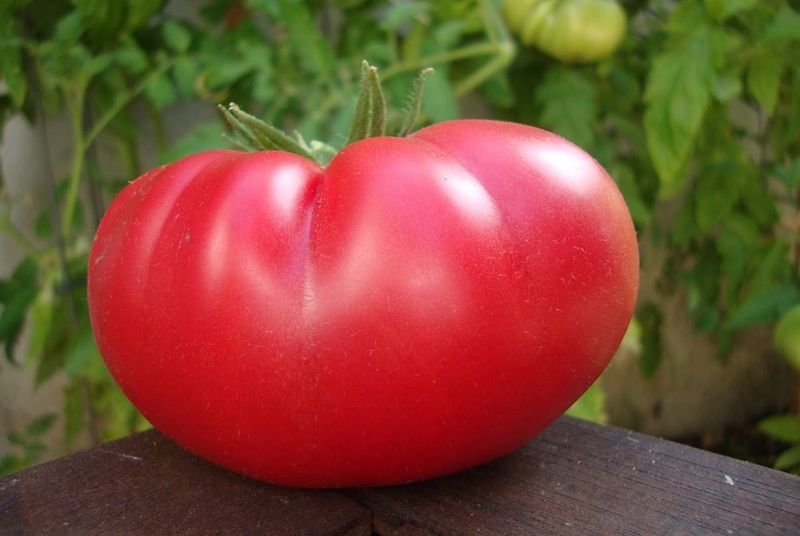 Mortgage Lifter Tomato