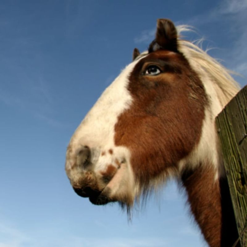 Horse Meat: The Taboo Protein