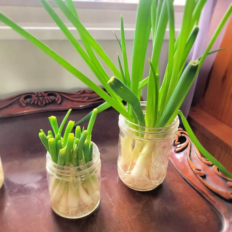 Regrow Veggies From Scraps