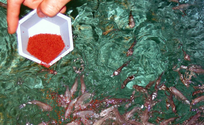 Frequent Use Of Antibiotics And Chemicals In Fish Farms