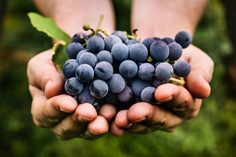 Grapes And Wine