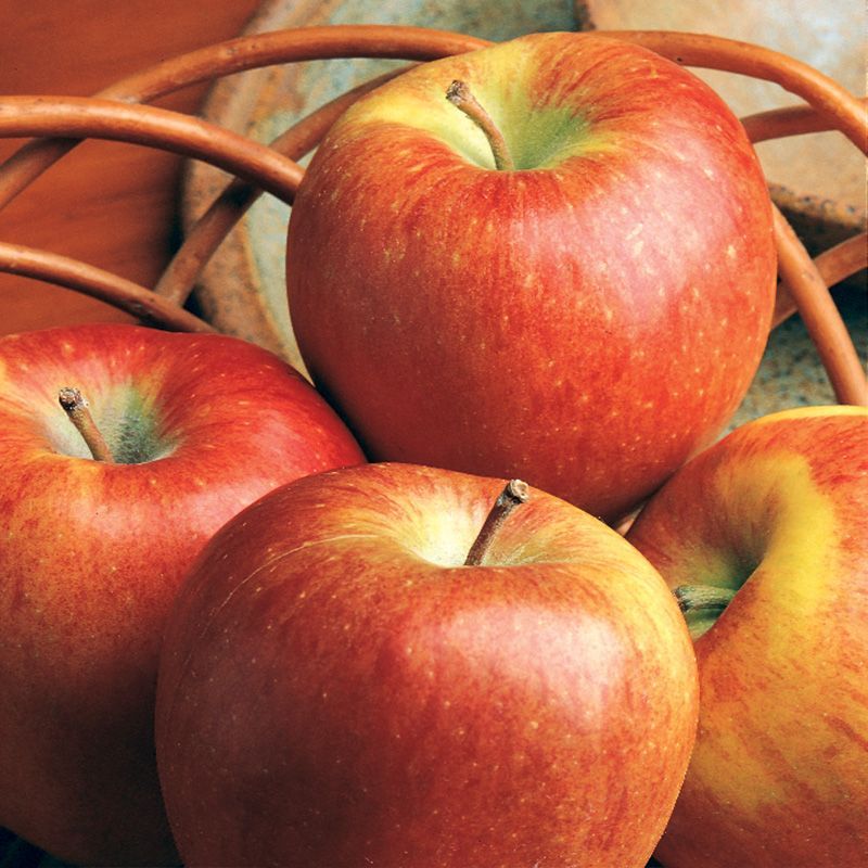 Braeburn