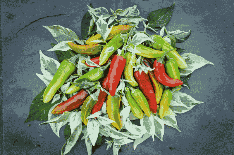 Fish Pepper