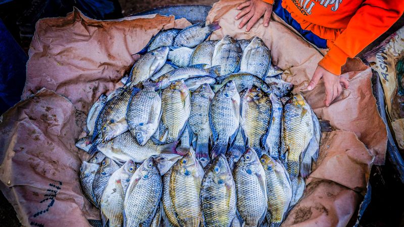 Lower Nutritional Value Compared To Wild-Caught Fish