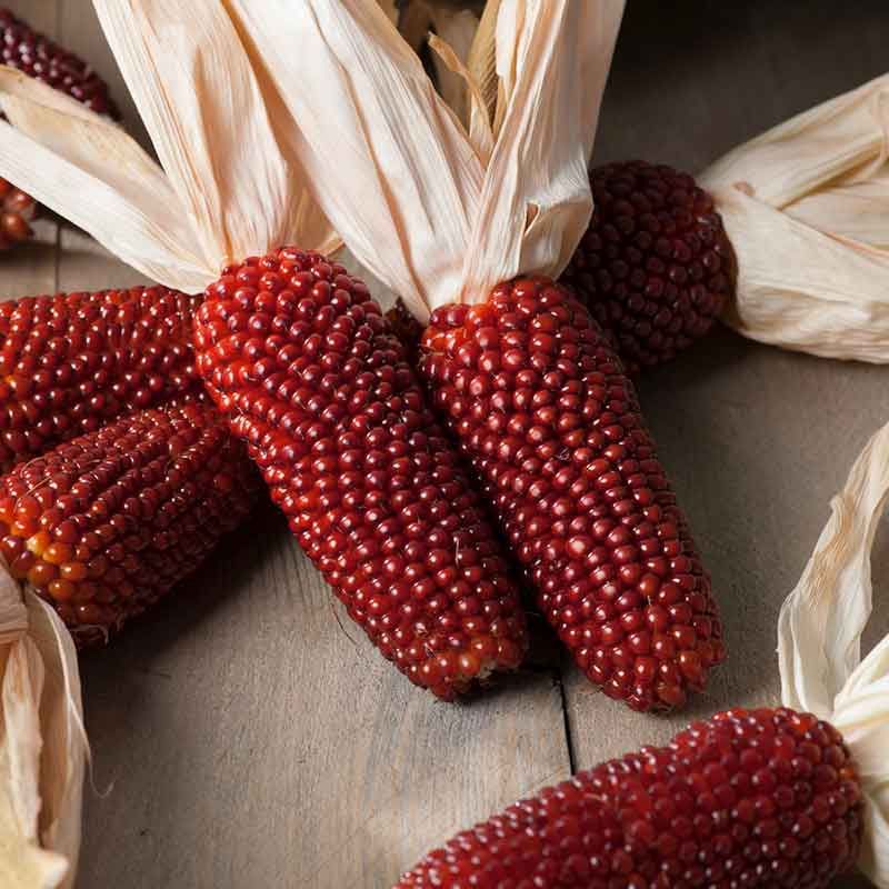 Strawberry Corn