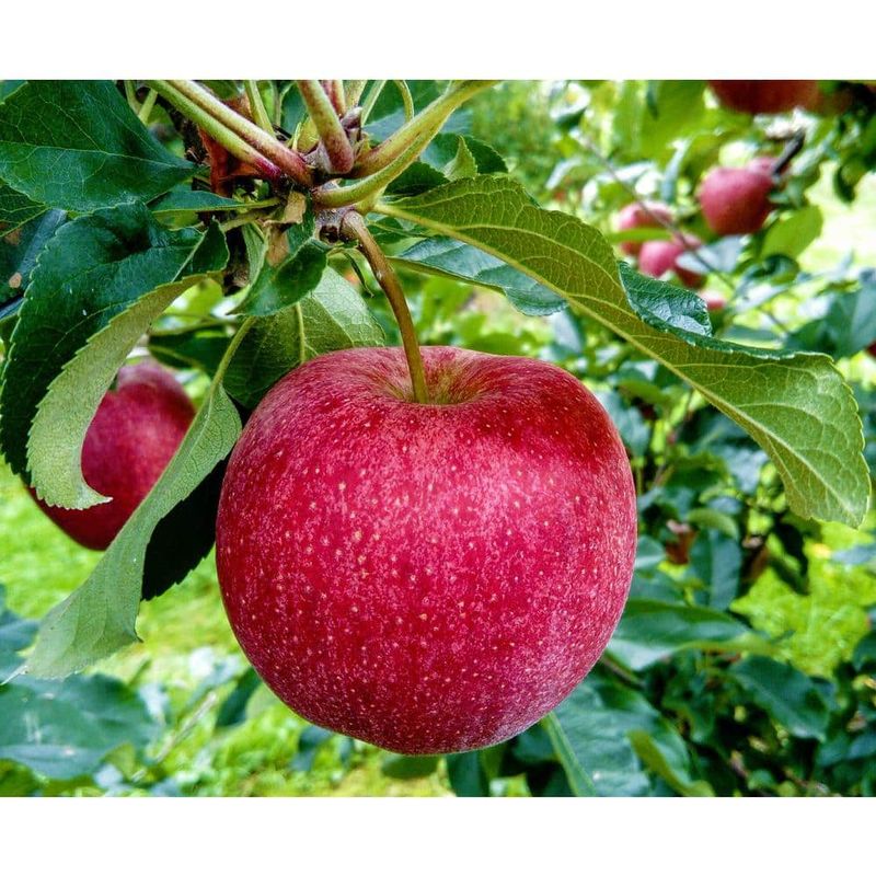 Winesap