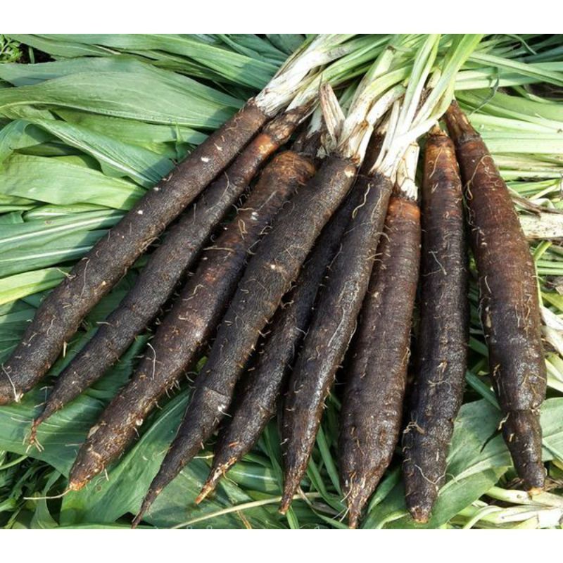 Scorzonera