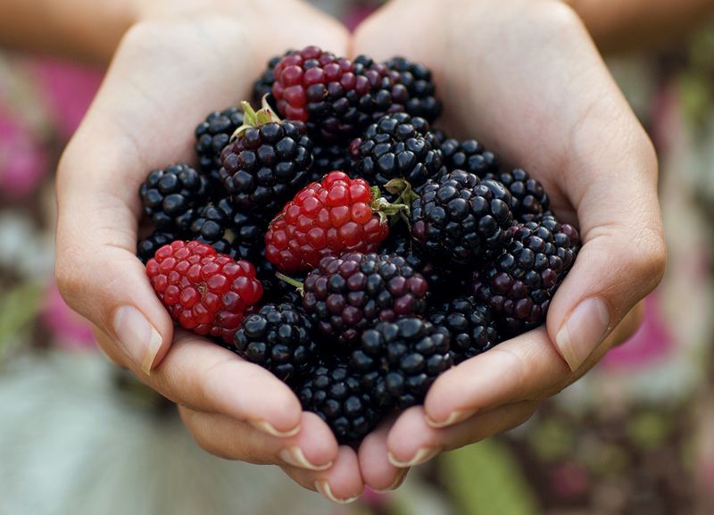 Wild Blackberries