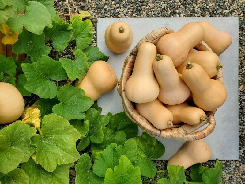 Winter Squash