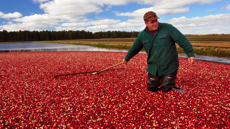 Cranberries (Wisconsin)