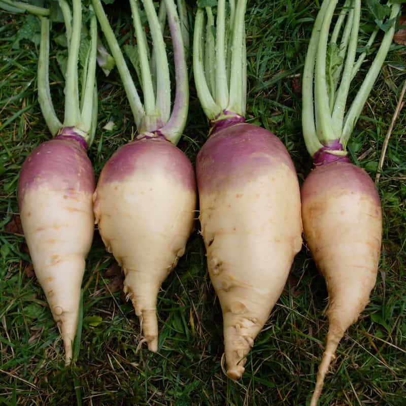 Rutabaga