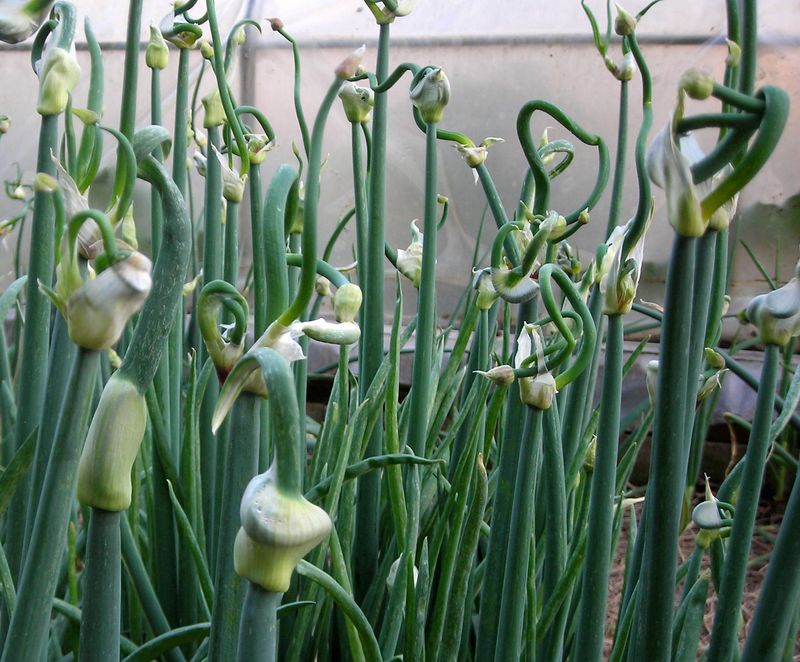 Walking Onions