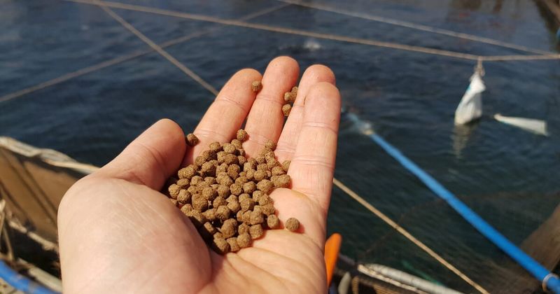 Farmed Fish Often Have Unnatural Diets