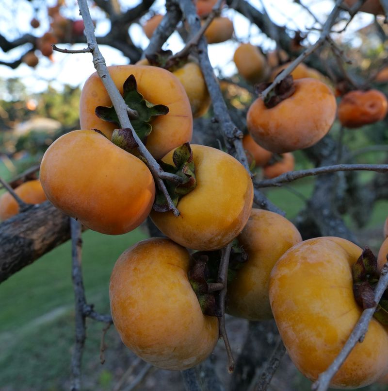 Tangy Persimmons