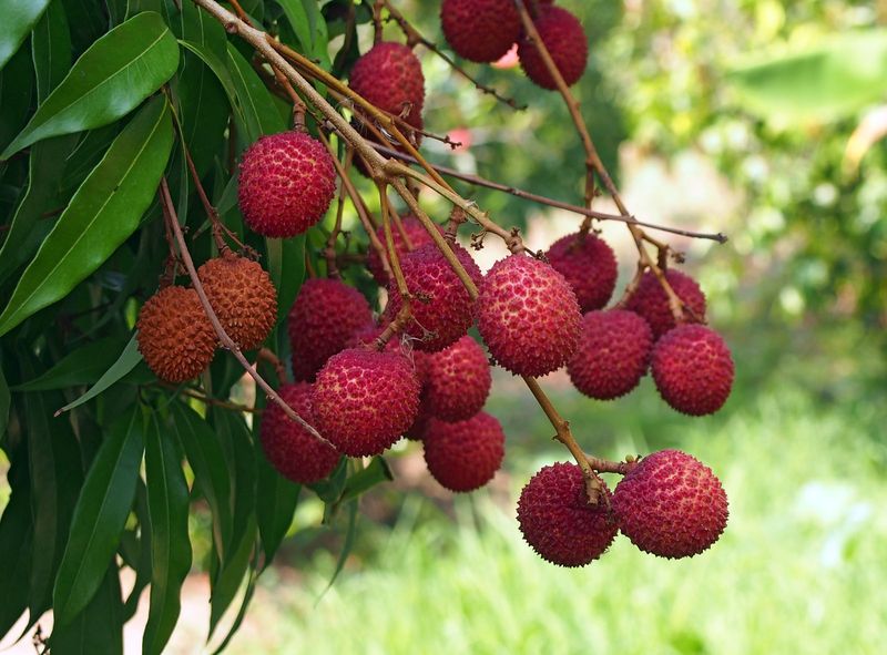 Lychees