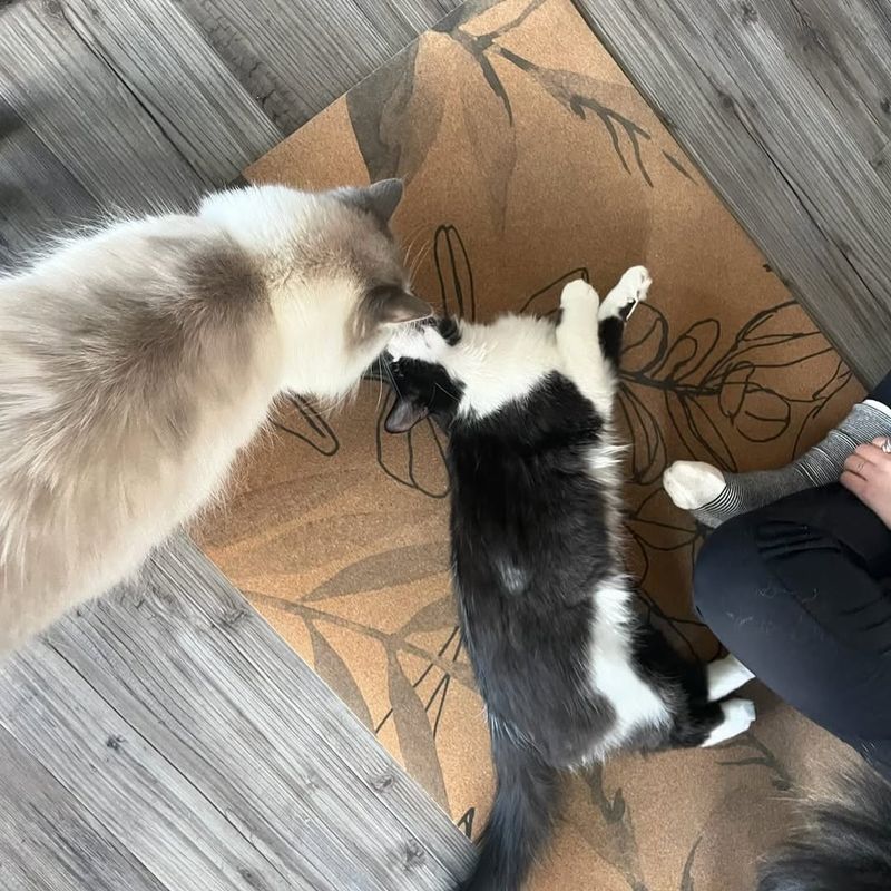 Montana: The Cat Cafe