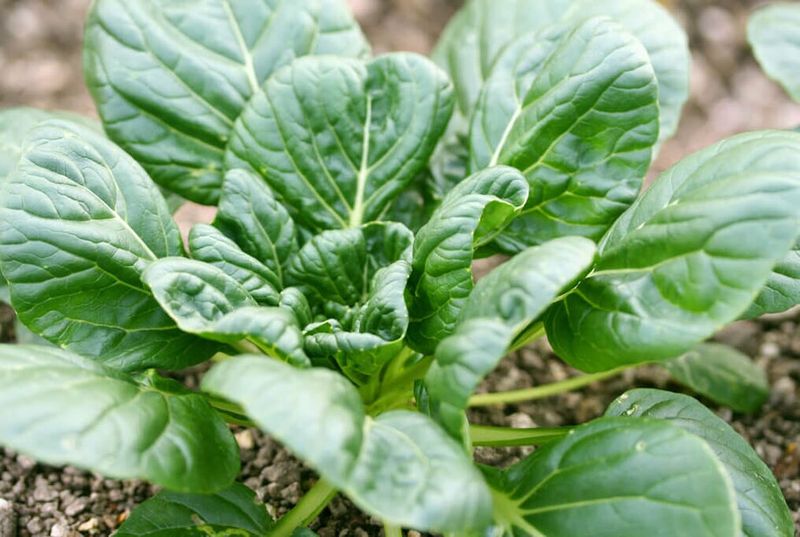 Tatsoi