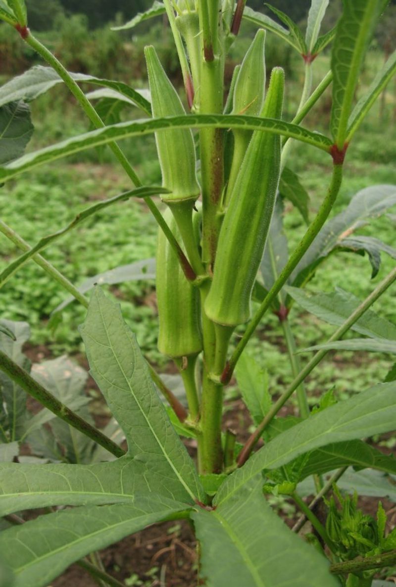 Cow Horn Okra