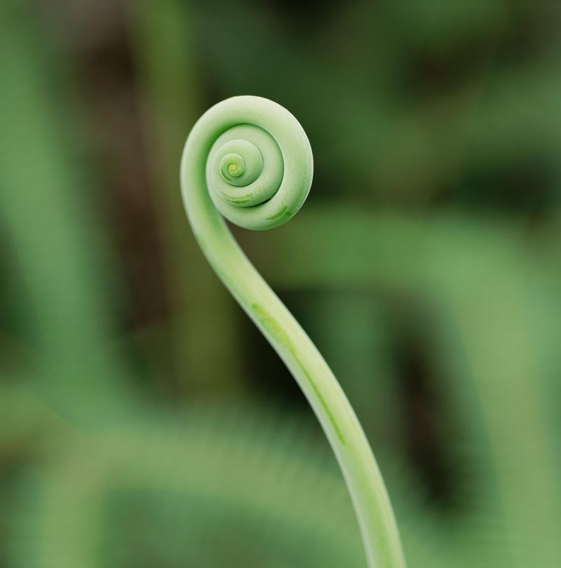 Fiddlehead Ferns