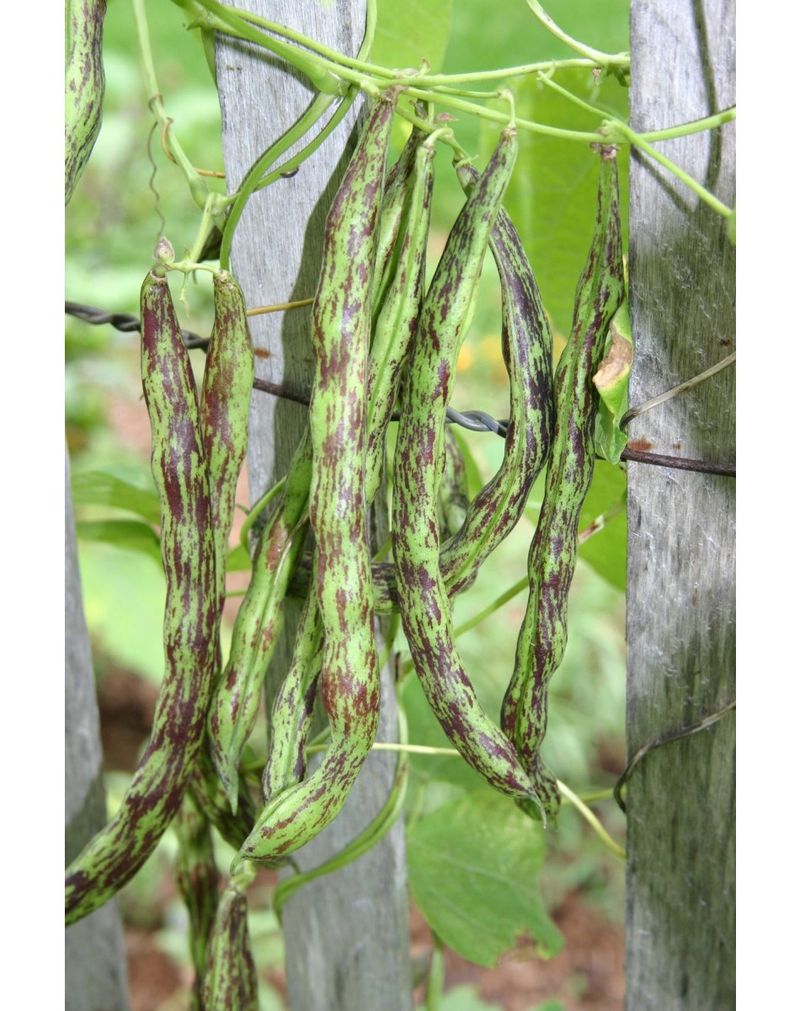 Rattlesnake Pole Bean