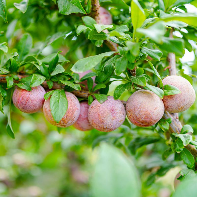 Pluots