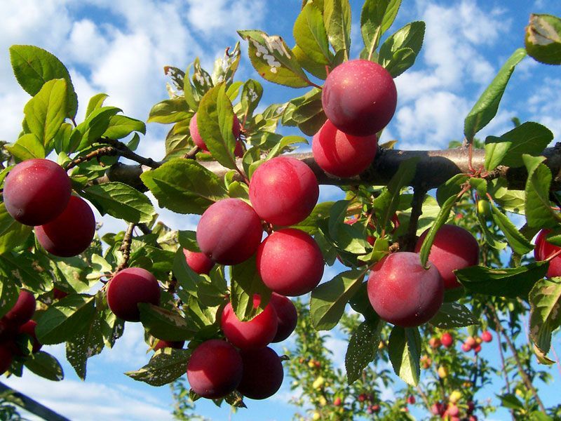 Plums