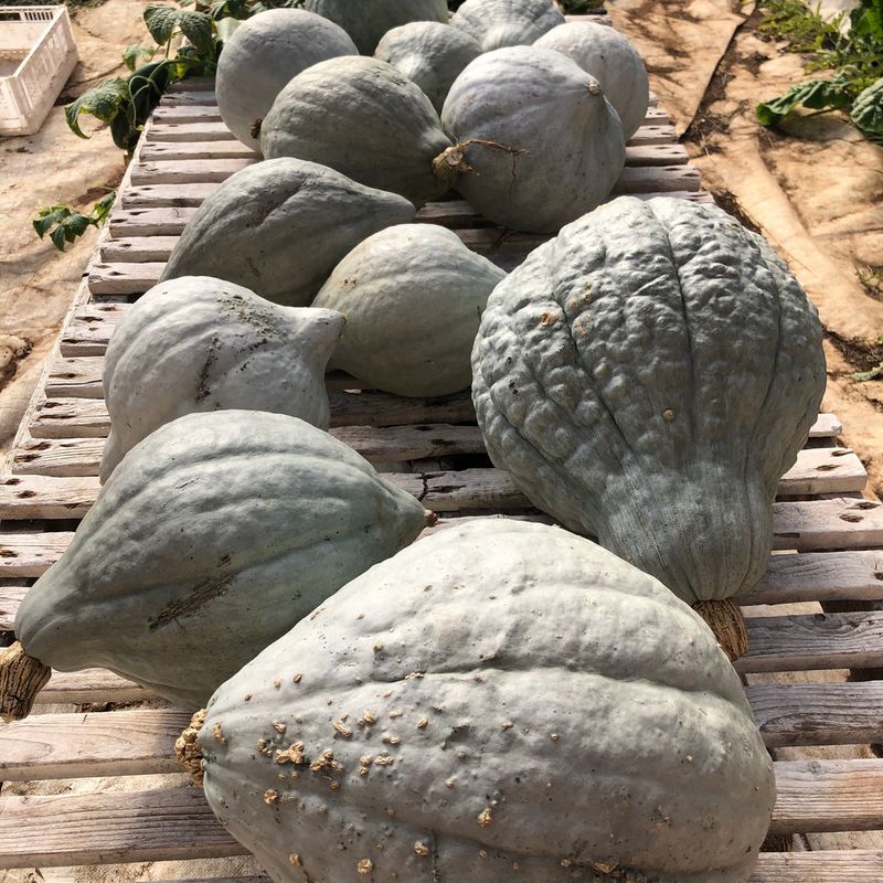 Blue Hubbard Squash