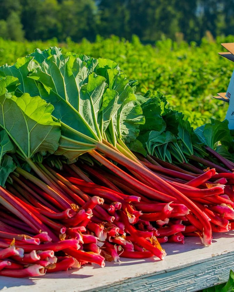 Rhubarb