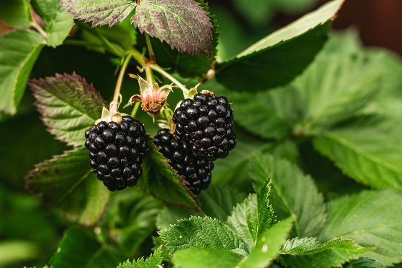 Blackberries (Stone-Like Drupelets)