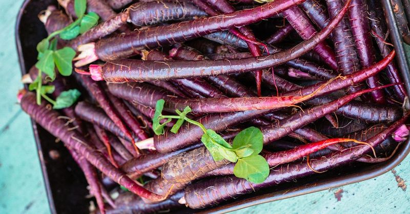 Purple Carrots