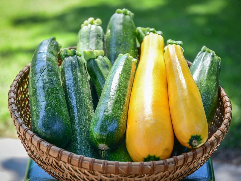 Zucchini & Yellow Squash
