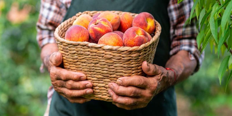 Refrigerator Storage For Peak-Ripe Peaches