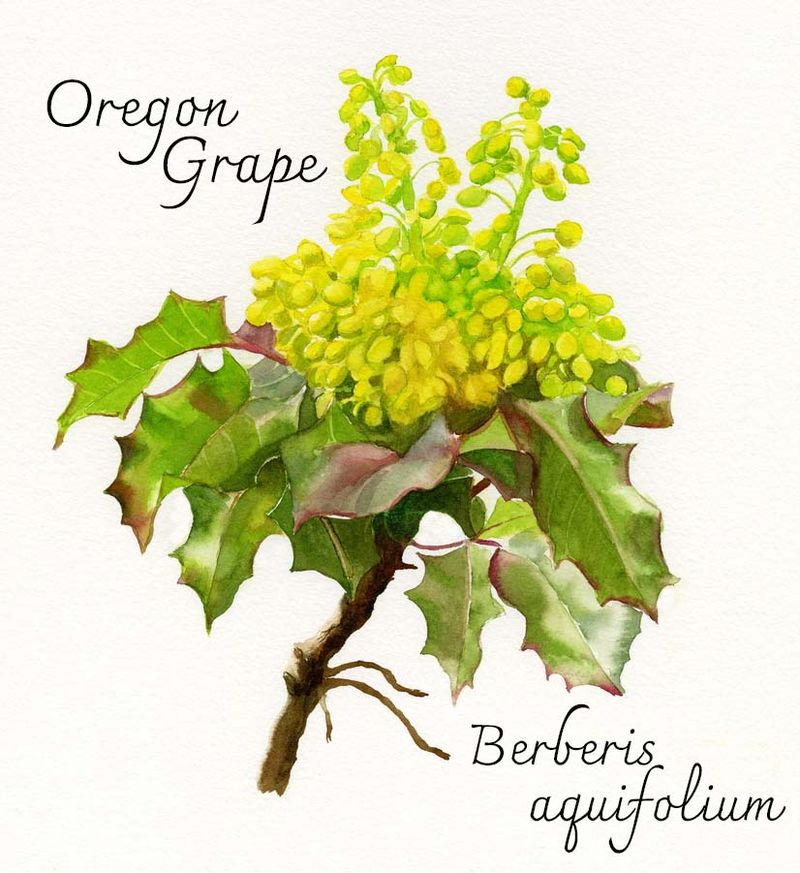 Oregon Grape Root