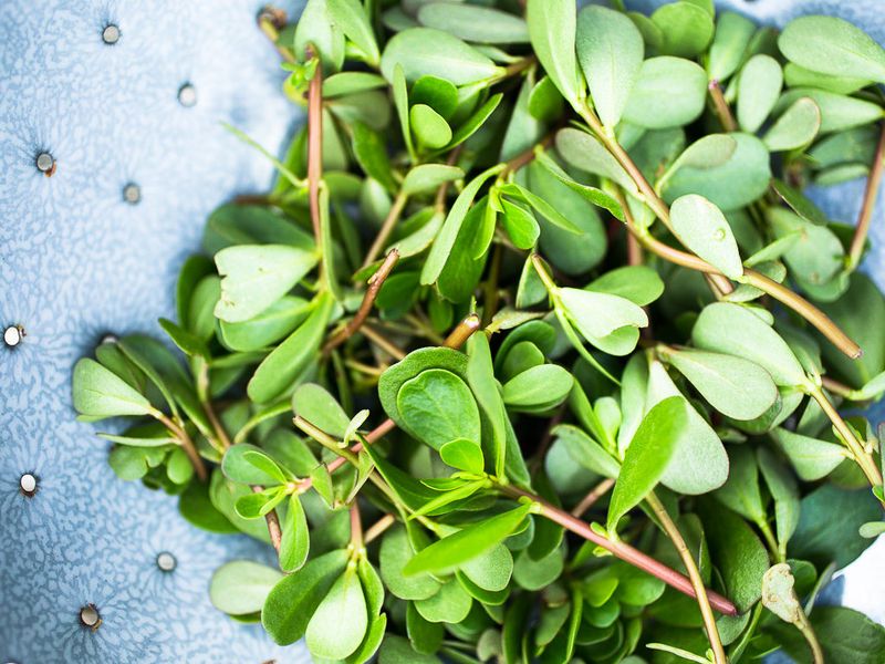 Purslane