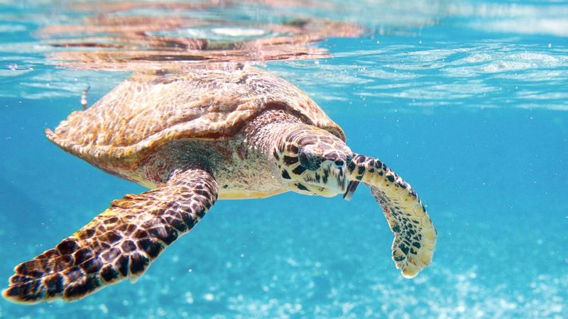 Sea Turtle: The Protected Reptile