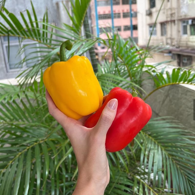 Bell Peppers: Colorful Kidney Allies