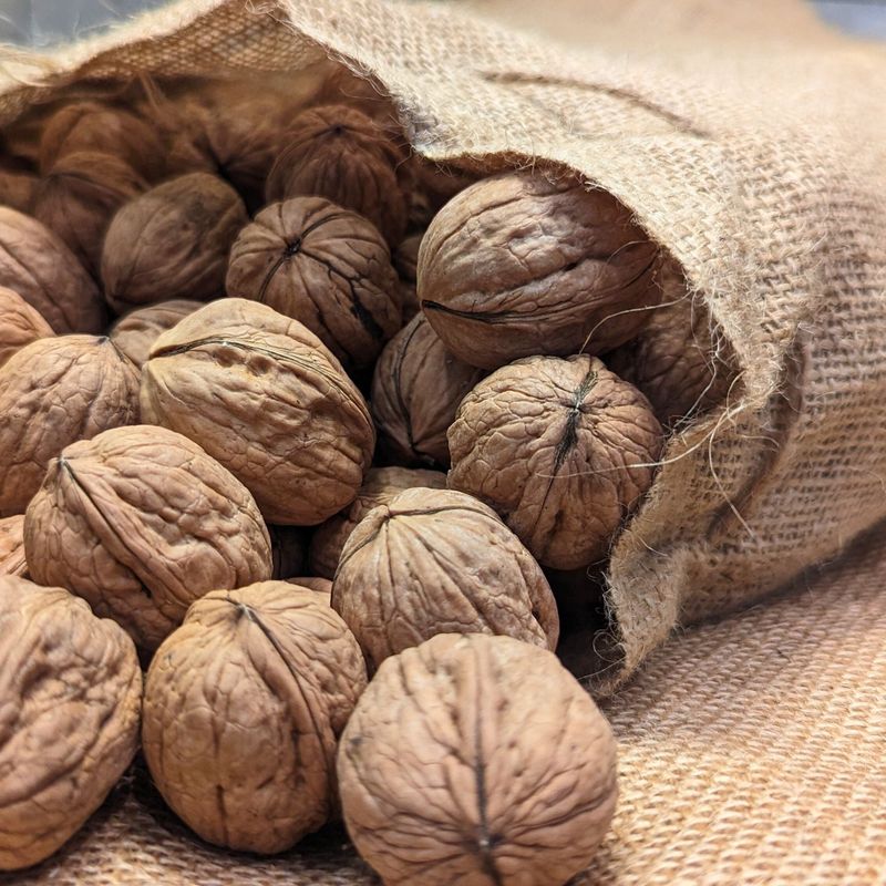 Walnut